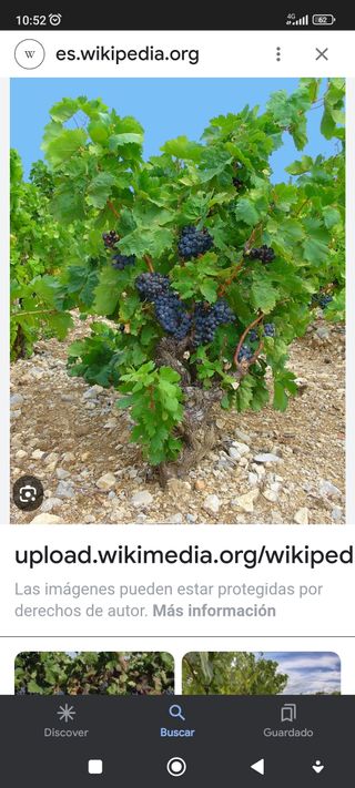 DERECHO DE PLANTACIÓN