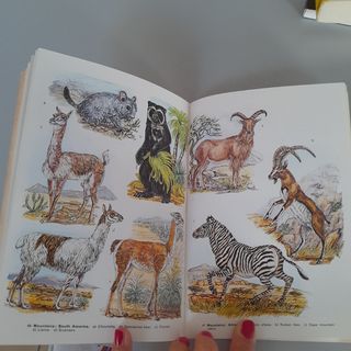 Wild animals of the world