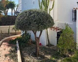 Jardinero particular 