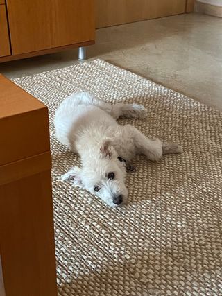 Cuidadora Perros o otros animales