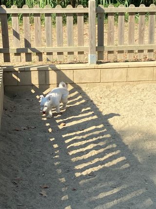 Cuidadora Perros o otros animales