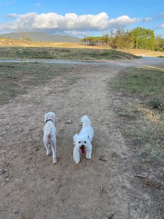 Cuidadora Perros o otros animales