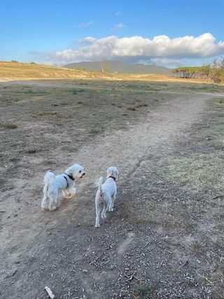 Cuidadora Perros o otros animales