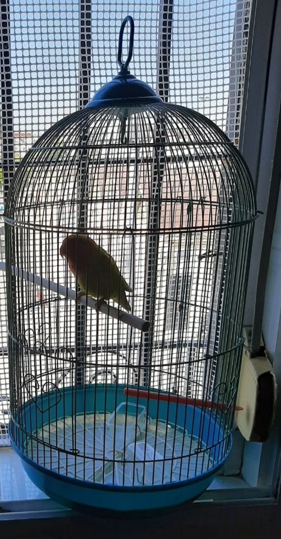 Jaula pajaro y parque