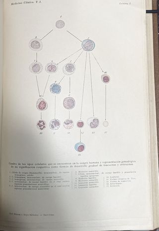 TRATADO DE MEDICINA CLIÍNICA Y TERAPEUTICA. (01)