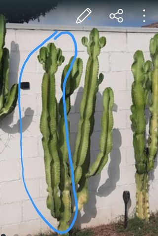 BRAZOS DE CACTUS EUPHORIA