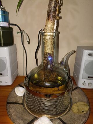 PLANTA TROPICAL  DENTRO DE UN PORRON DE AGUA