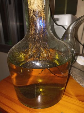 PLANTA TROPICAL  DENTRO DE UN PORRON DE AGUA