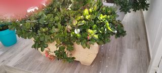 Jardinera de piedra.