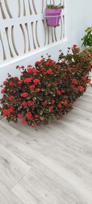 Jardinera de piedra.