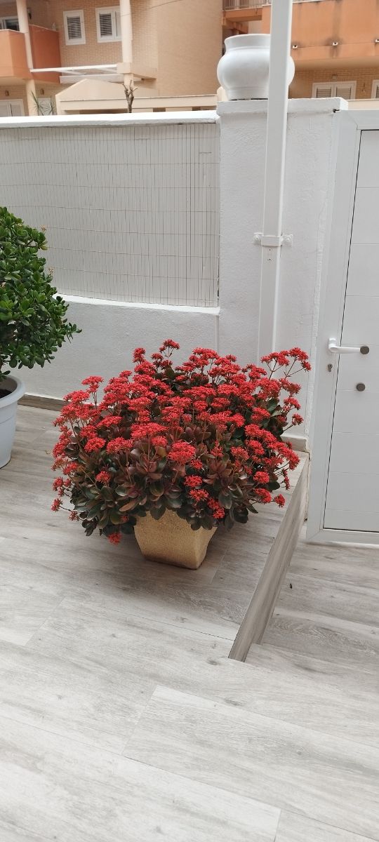 Jardinera de piedra con planta.