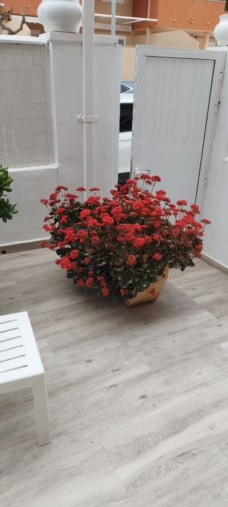 Jardinera de piedra.