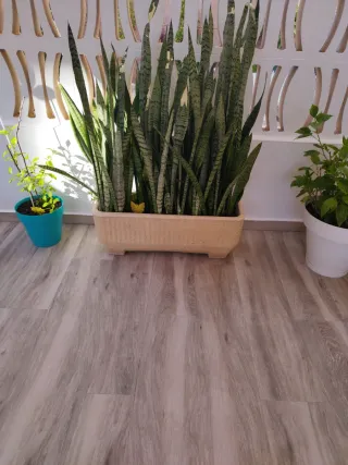 Jardinera de piedra.