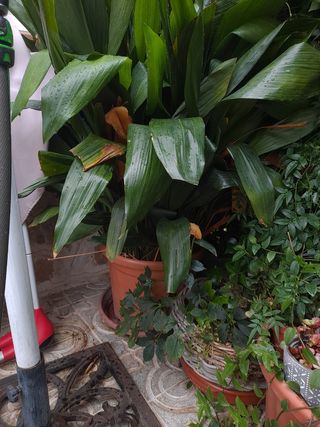 Planta grande Natural