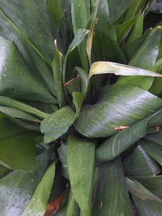 Planta grande Natural