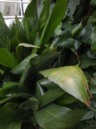 Planta grande Natural