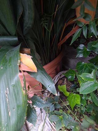 Planta grande Natural