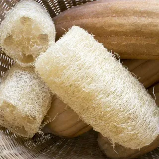 Semillas esponja vegetal Loofa 2g envío gratis