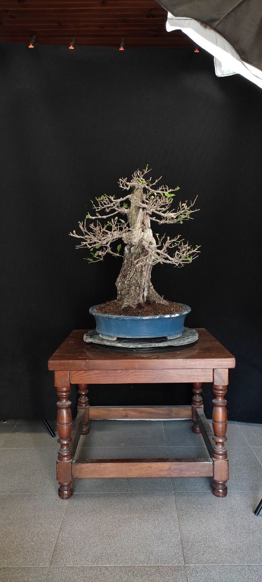 Bonsai prunus mahaleb