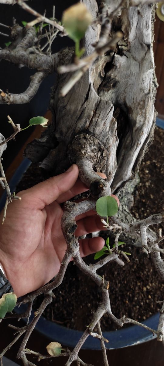 Bonsai prunus mahaleb
