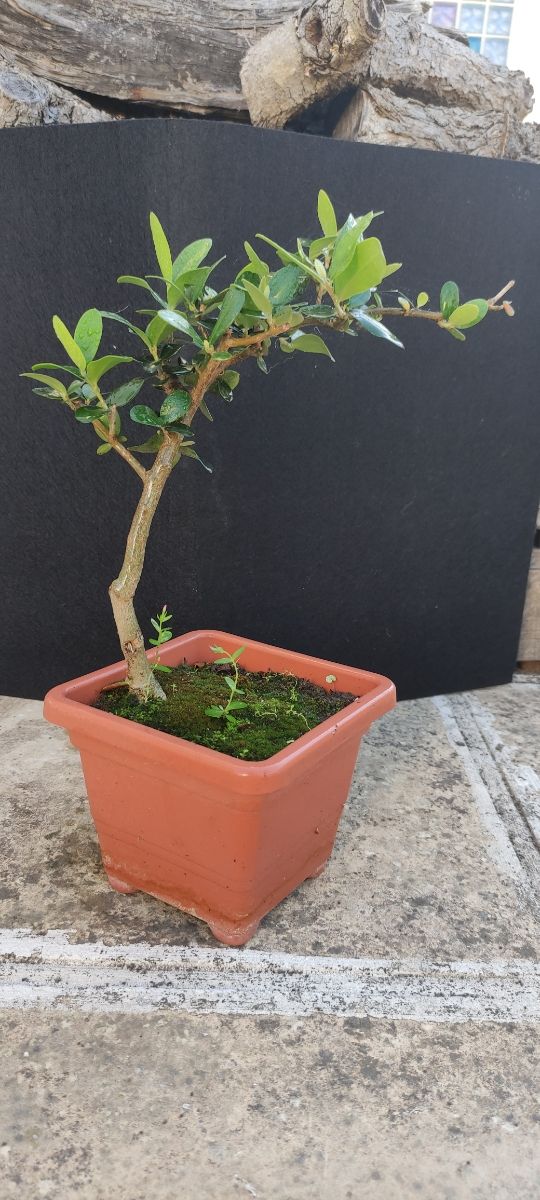 Bonsai di ulivo 14