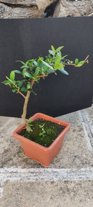 Bonsai di ulivo 14