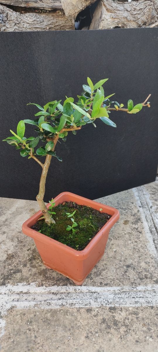 Bonsai di ulivo 14