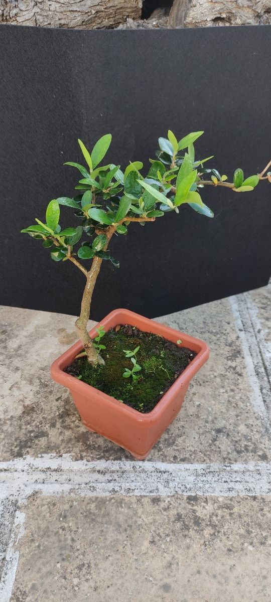 Bonsai di ulivo 14