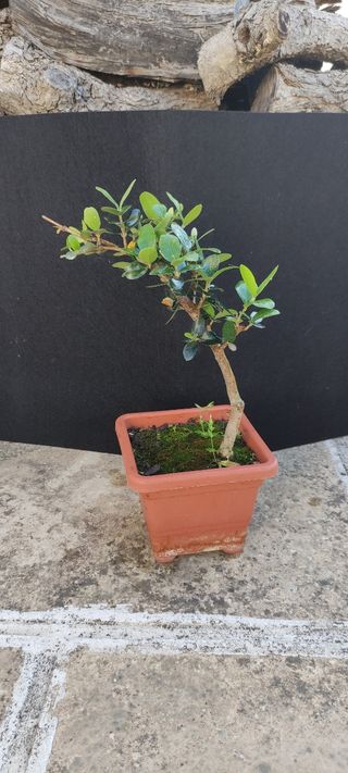 Bonsai di ulivo 14