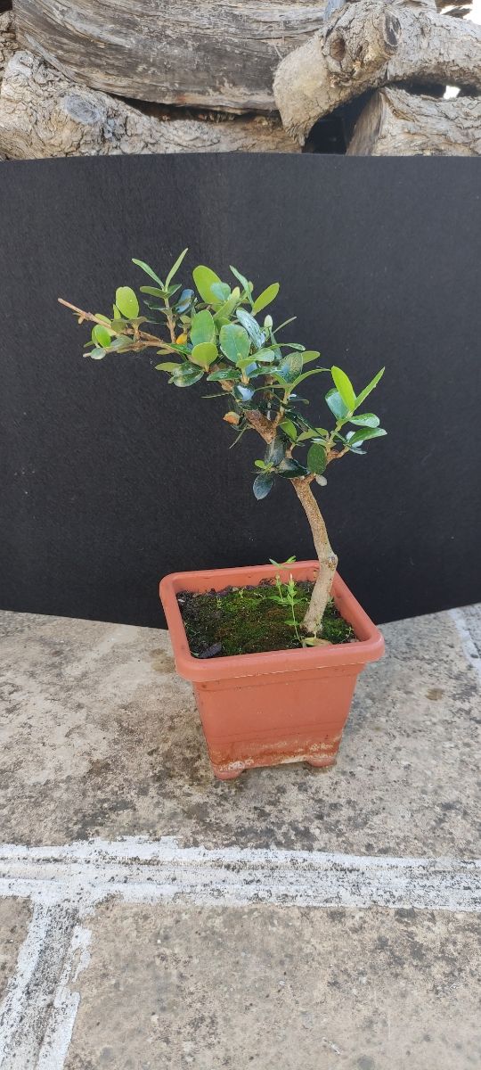 Bonsai di ulivo 14