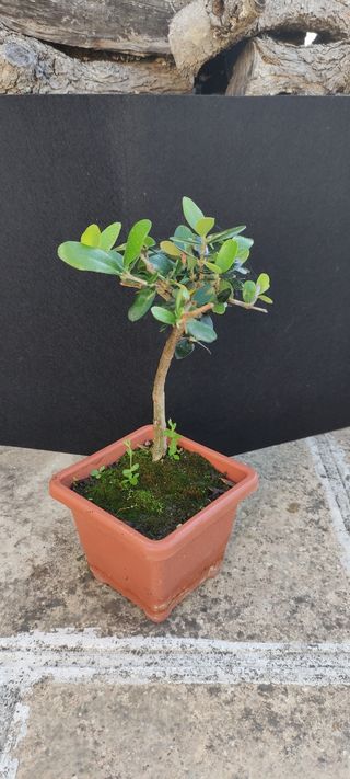 Bonsai di ulivo 14