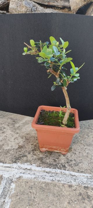 Bonsai di ulivo 14
