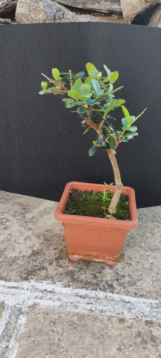 Bonsai di ulivo 14