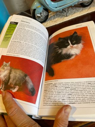 Libro il mio gatto