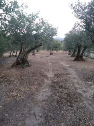 Olivar en Candeleda