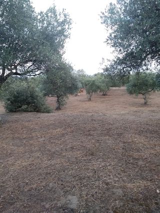 Olivar en Candeleda