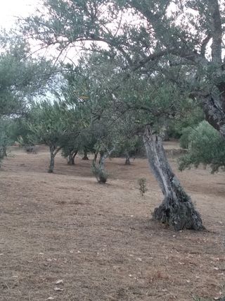 Olivar en Candeleda