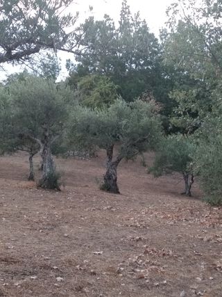 Olivar en Candeleda