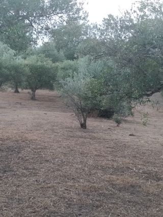 Olivar en Candeleda