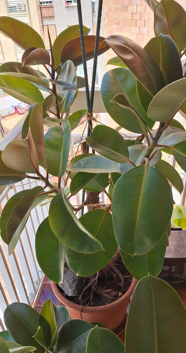 Ficus Elástica