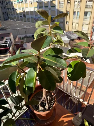 Ficus Elástica