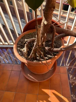 Ficus Elástica