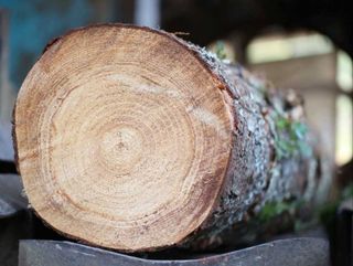 MADERA ESPECIAL ESCULTURAS