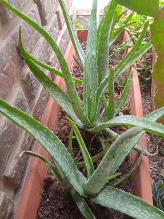 JARDINERA DE ALOE VERA.