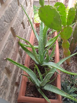 JARDINERA DE ALOE VERA.