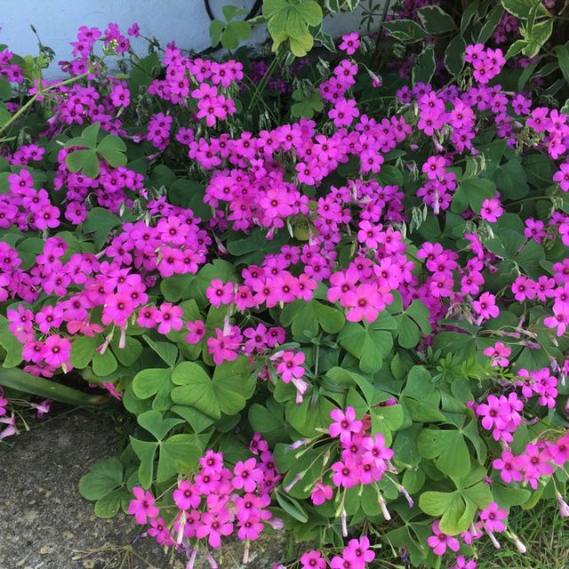 Bulbos de trébol gigante (Oxalis Bowiei)