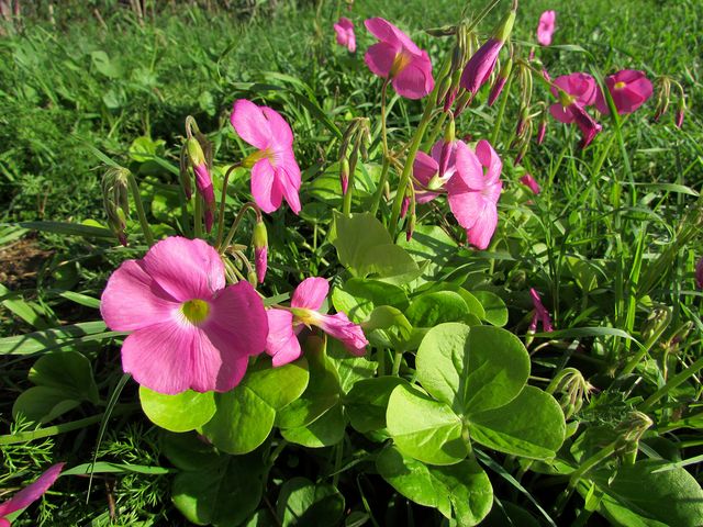 Bulbos de trébol gigante (Oxalis Bowiei)