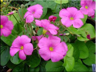 Bulbos de trébol gigante (Oxalis Bowiei)
