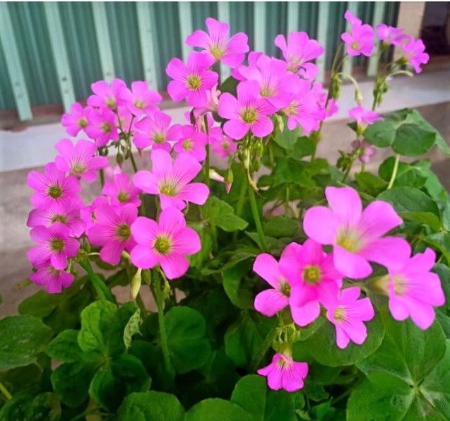 Bulbos de trébol gigante (Oxalis Bowiei)