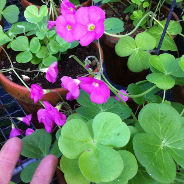 Bulbos de trébol gigante (Oxalis Bowiei)